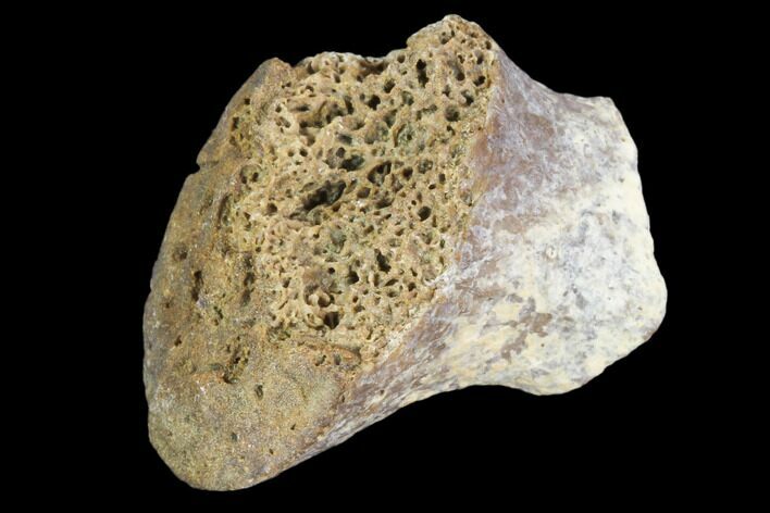 Partial Fossil Phytosaur Toe Bone - Arizona #102476